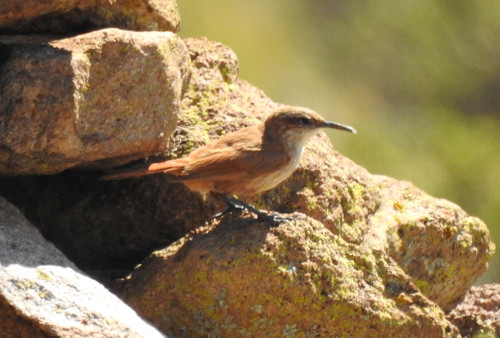 Rock Earthcreeper (Ochetorhynchus andaecola), photo 10