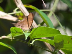 Marpesia furcula