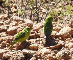 Psilopsiagon aurifrons