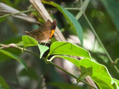 Marpesia furcula