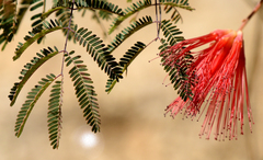 Calliandra peninsularis
