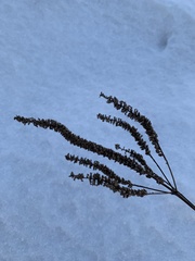 Veronicastrum virginicum