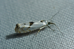 Microcrambus pusionellus