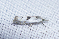Microcrambus pusionellus