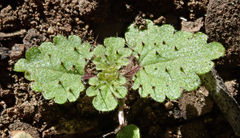 Hesperocnide tenella