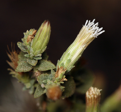 Brickellia microphylla microphylla