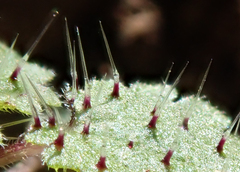 Hesperocnide tenella