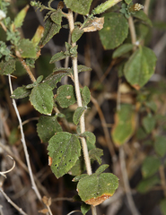 Brickellia microphylla microphylla