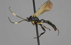Cratichneumon viator