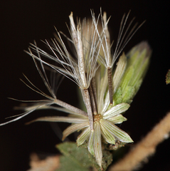 Brickellia microphylla microphylla