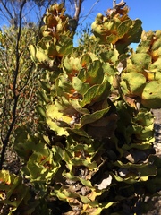 Hakea victoria