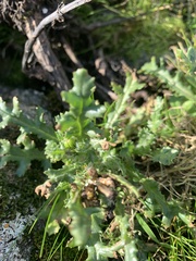 Puccinia lagenophorae