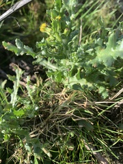 Puccinia lagenophorae