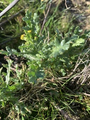 Puccinia lagenophorae