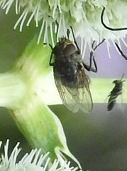 Polleniidae