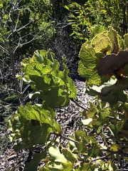 Hakea victoria
