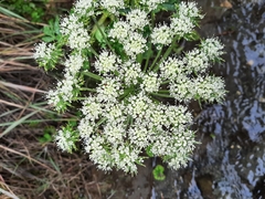 Myrrhidendron