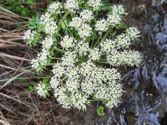Myrrhidendron