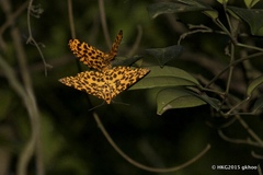 Epobeidia tigrata tigrata