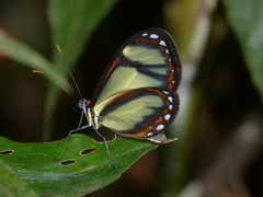 Ithomia salapia