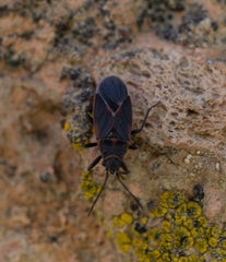 Melacoryphus admirabilis