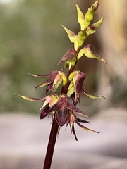 Genoplesium filiforme