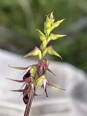 Genoplesium filiforme