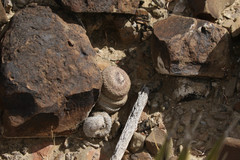 Epithelantha