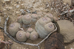 Epithelantha