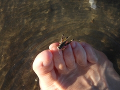 Dichroplus pratensis