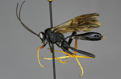 Exetastes suaveolens