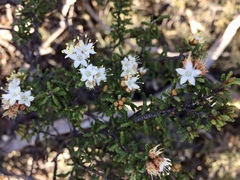 Phebalium microphyllum