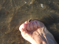 Dichroplus pratensis