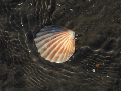 Aequipecten tehuelchus