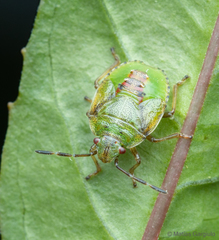 Ditomotarsus punctiventris