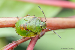 Ditomotarsus punctiventris