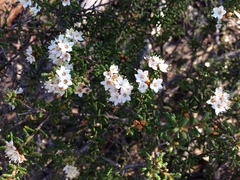 Phebalium microphyllum