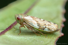 Rhytidodus