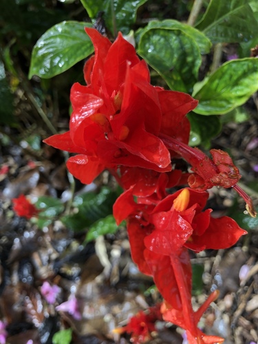 Ruellia chartacea observed 2018-05-12
