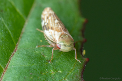 Rhytidodus