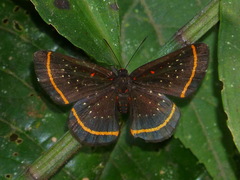 Amarynthis meneria