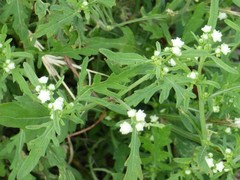 Parthenium bipinnatifidum