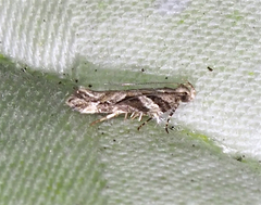 Aristotelia ivae