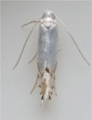 Phyllonorycter clemensella