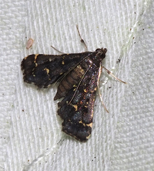 Eurrhyparodes lygdamis