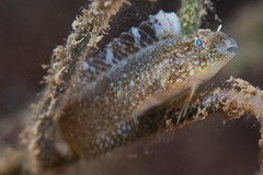 Petroscirtes variabilis