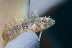 Petroscirtes variabilis