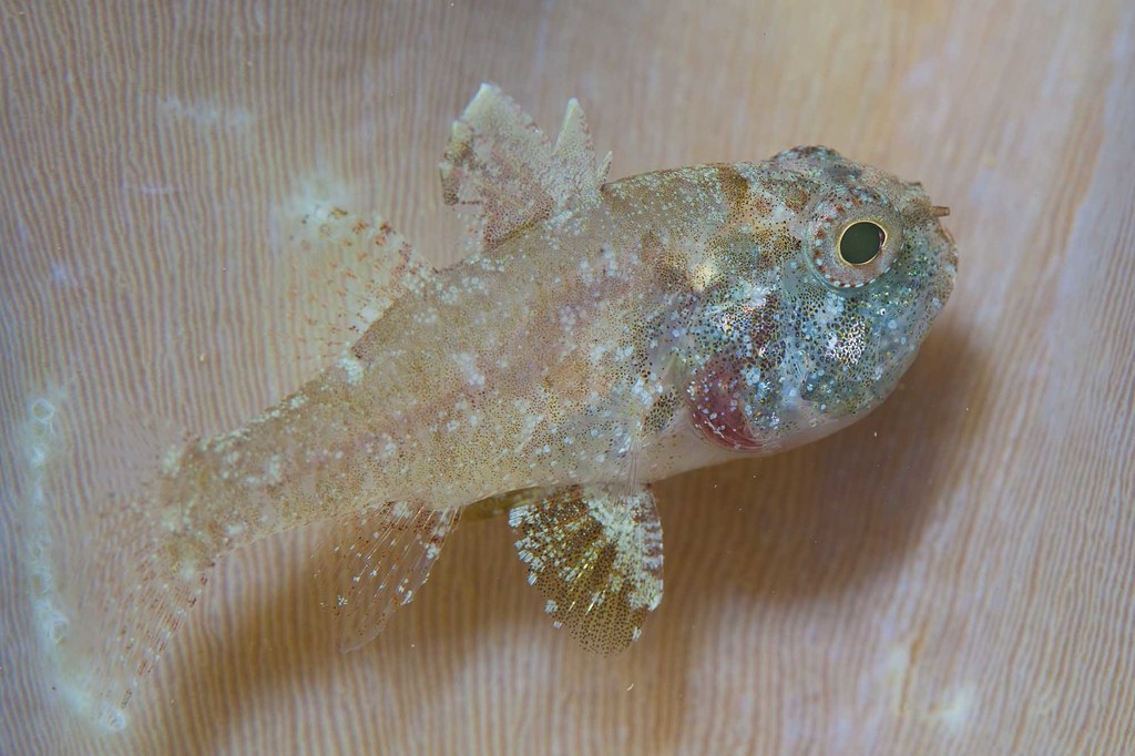 Weedy cardinalfish (Foa fo) — Apogonidae