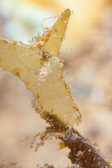 Xenocarcinus conicus