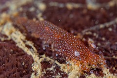 Zenopontonia noverca